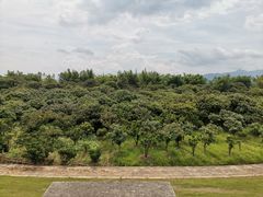 -广州市流溪河国家森林公园