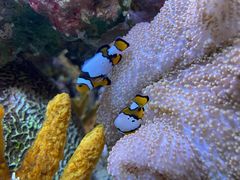 -上海海洋水族馆