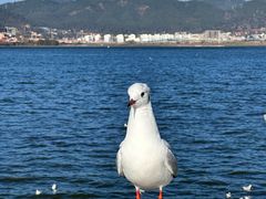 -海埂大坝