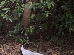 -火炉山森林公园