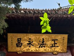 -洛阳白马寺