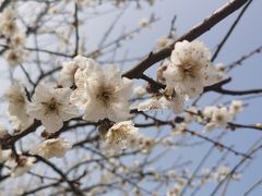 -香雪海