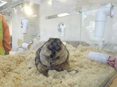 -怪兽屋·羊驼·猫咖·狗咖(俊华广场店)