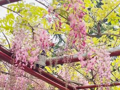 -嘉定紫藤园