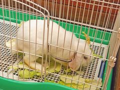 -大象厨房(重庆道店)