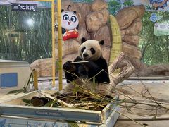 -广州长隆野生动物世界