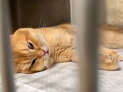 -艾吉宠物医院·疑难杂症转诊中心·猫友好(碧江路院)