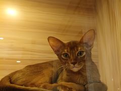 -猫十亿·布偶金渐层·曼基康矮脚猫舍(青年路店)