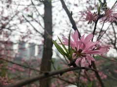 -重庆彩云湖湿地公园