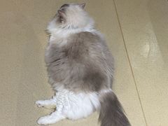 -藏猫猫咖啡主题馆(中央大道店)