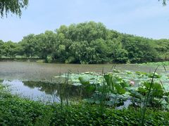 -荷塘月色湿地公园·向阳花洲