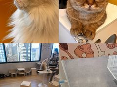 -有喵·猫咖·狗咖·40+猫狗有小奶狗(岗厦店)