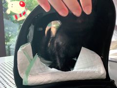 -爱侣·安琦尔宠物医院·中兽医针灸·心内科·狂犬免疫点(宝山区院)