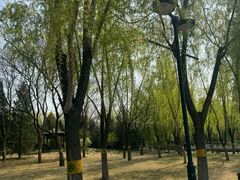 -莲花池公园