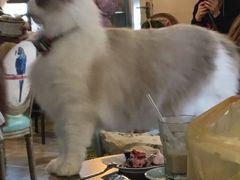 -共舞时光猫咖·狗咖(新街口店)