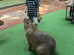 -正佳雨林生态植物园