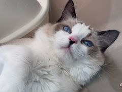 -翊宠yipet猫狗购宠庄园犬舍•猫舍