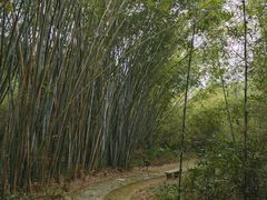 -开平碉楼文化旅游区马降龙景区