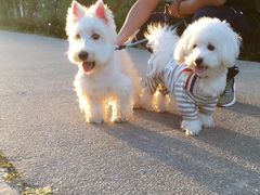 -多卡布奇宠物生活馆(上林世家店)