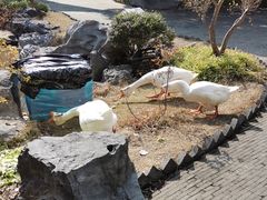 -日出青木