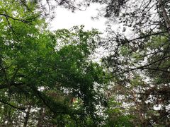 -帽儿山国家森林公园