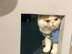 -Heymao猫咖.咖啡厅(东门店)
