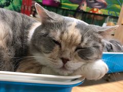 -藦茜花园宠物主题亲子互动体验馆(国顺东路店)