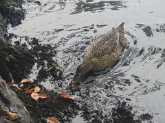 -西湖游船