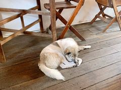 -春风十里咖啡馆