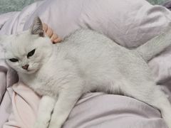 -lincat·猫舍(广州店)