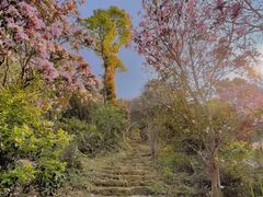 -梧桐山风景名胜区