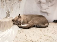 -共舞时光猫咖·狗咖(新街口店)