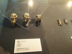 -北京周口店北京人遗址博物馆