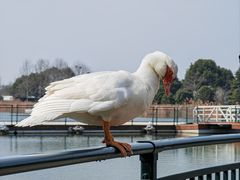 -迪士尼小镇