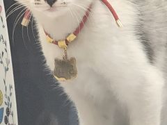 -思琪宠物医院(昆山花桥店)