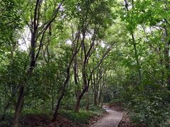-上海佘山国家森林公园天马山园