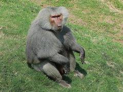 -西霞口神雕山野生动物世界