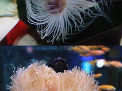 -太平洋海底世界