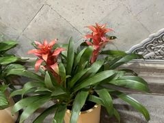 -紫腾大院·南京菜(江宁店)