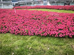 -海心沙亚运公园