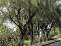 -太阳岛度假酒店