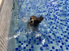 -BABYDOG宝贝狗宠物乐园(欧洲城店)