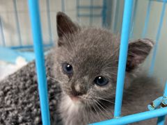 -爱侣宠医·鹦鹉专科·小型哺乳类·异宠专科(灵石路店)