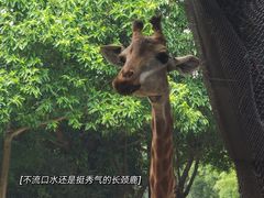 -广州长隆野生动物世界