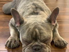 -柯斗斗主题餐厅·狗咖·围炉煮茶·茶饮(国瑞升平里店)