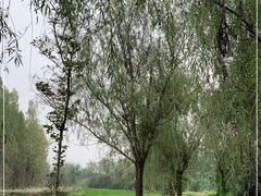 -白鹭湾湿地公园