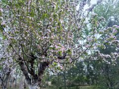 -海棠花溪(元大都城垣遗址公园)