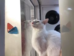 -PETKIT小佩宠物(古北店)