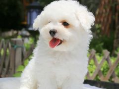 -翊宠yipet猫狗购宠庄园犬舍•猫舍