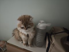 -纳吉亚猫专科动物诊疗中心(蒋宅口分院)